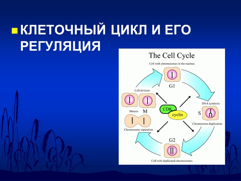 КЛЕТОЧНЫЙ ЦИКЛ И ЕГО РЕГУЛЯЦИЯ